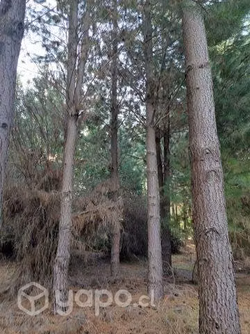 Terreno con bosque de pinos 6 Há