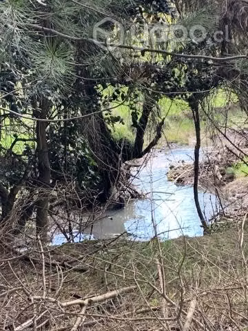 Terreno con bosque de pinos 6 Há