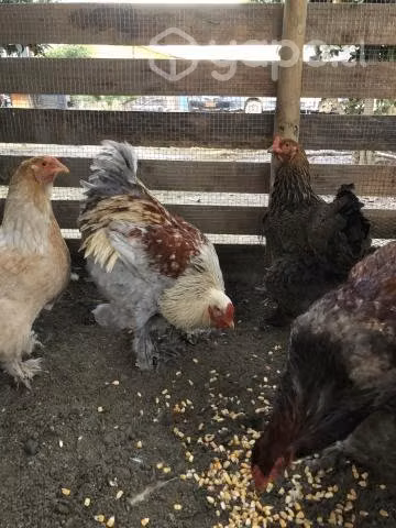 Gallos Brahma