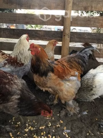 Gallos Brahma - Imagen 5