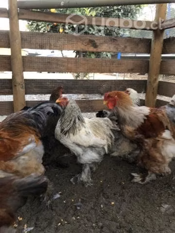 Gallos Brahma - Imagen 2