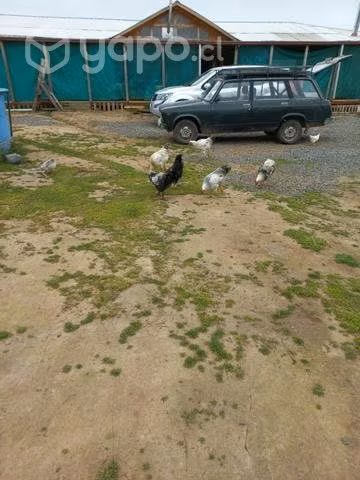 Pollo mestizo brama y collonko, pisando - Imagen 3