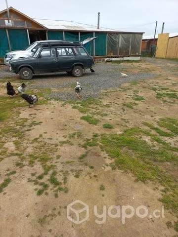 Pollo mestizo brama y collonko, pisando