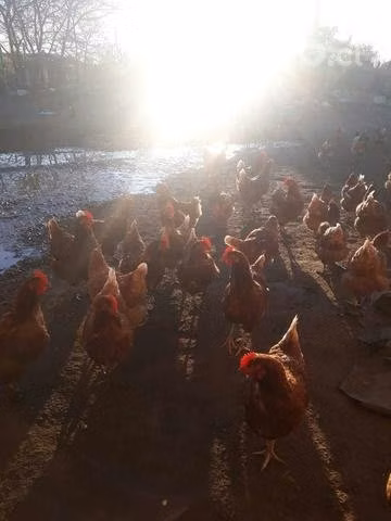 Huevo gallina libre - Imagen 4