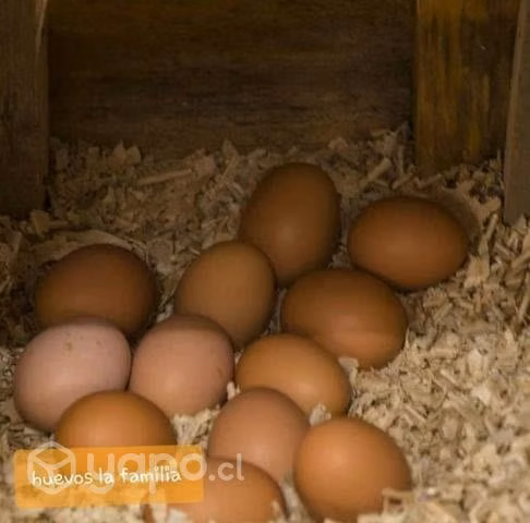 Huevo gallina libre - Imagen 3