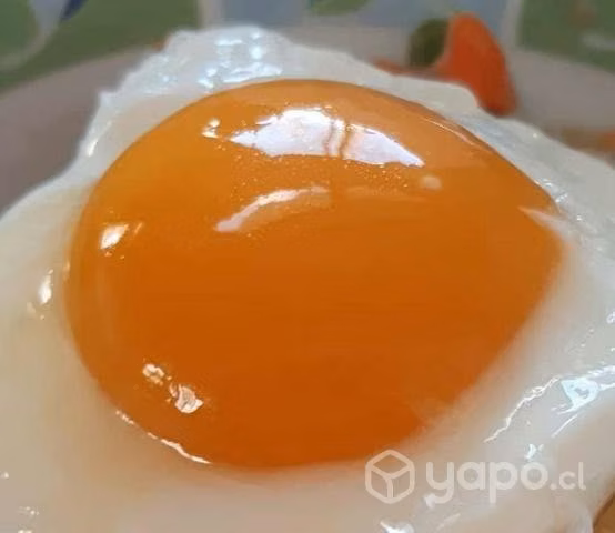 Huevo gallina libre
