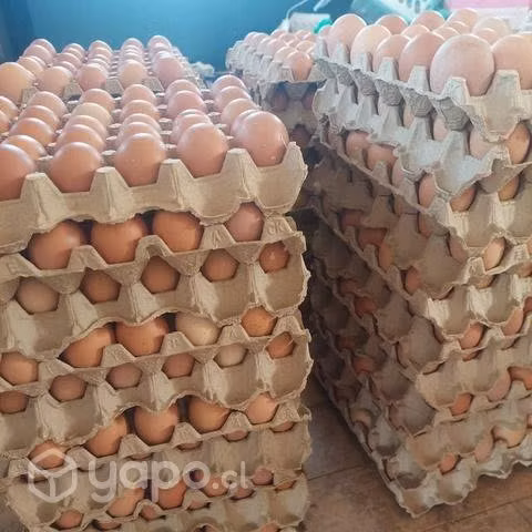 Huevo gallina libre - Imagen 5