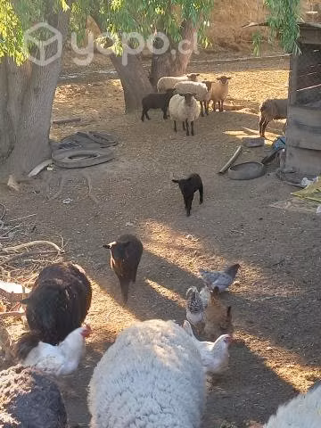 Ovejas