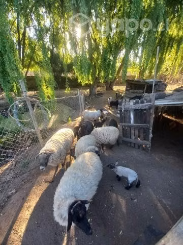 Ovejas