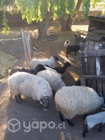Ovejas