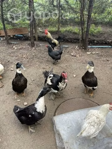Patos mudos