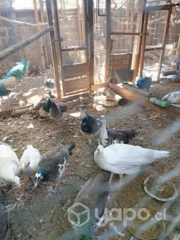 Pavos reales blancos juveniles - Imagen 4