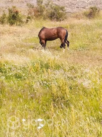 Caballos mansos