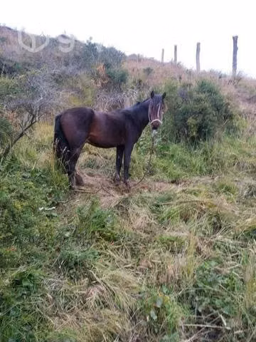 Caballos mansos