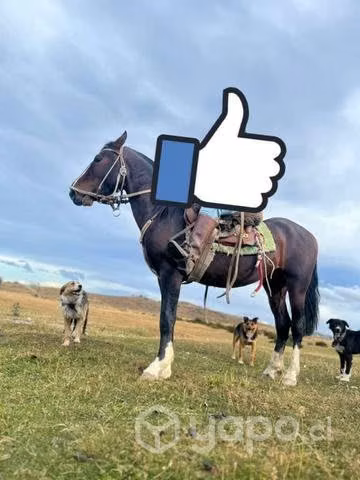 Caballos mansos