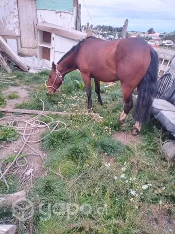 Caballos mansos
