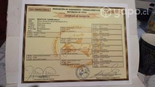 Caballos mansos