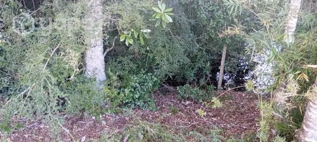 Terreno cerca de Cunco - Imagen 2