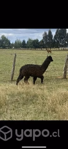 Alpaca macho