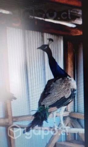 Pavo Real Mcho