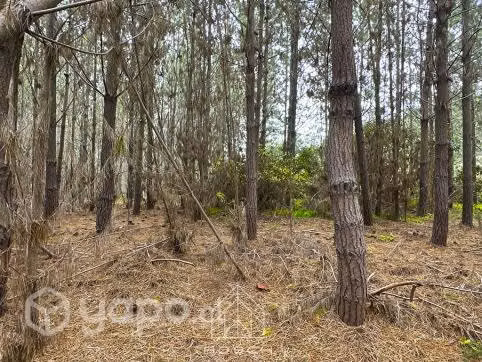 5.000M² - Loteo Alto Colorado - Pichilemu