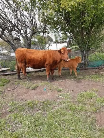 Vaca paria