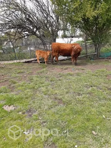 Vaca paria