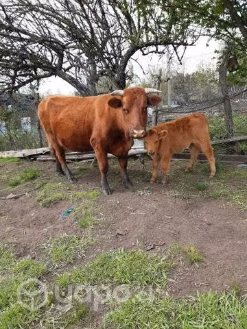 Vaca paria