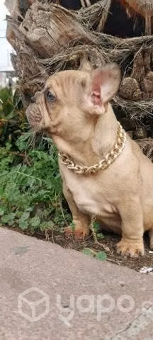 Bulldog frances (macho)