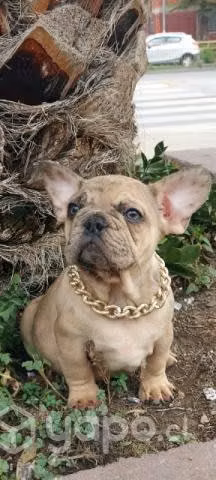 Bulldog frances (macho)