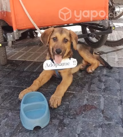 Cachorro en adopción