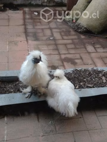 pareja de sedosos blancos