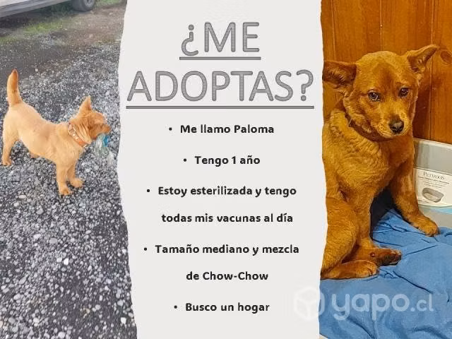 Perro adopcion cachorro