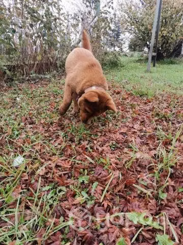 Perro adopcion cachorro