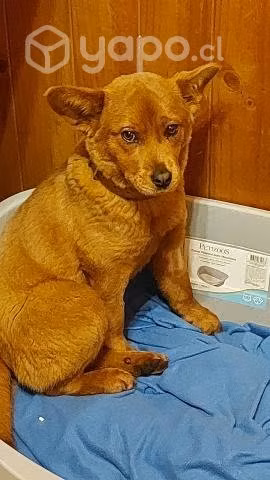 Perro adopcion cachorro