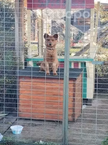 Perro adopcion cachorro