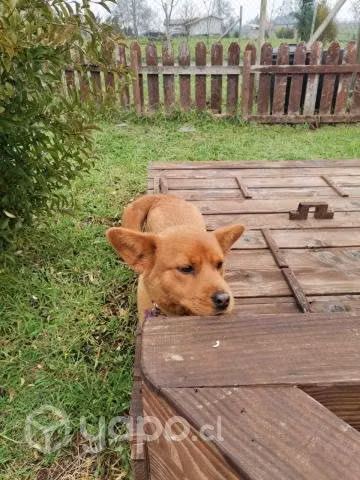 Perro adopcion cachorro