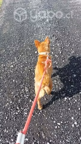 Perro adopcion cachorro