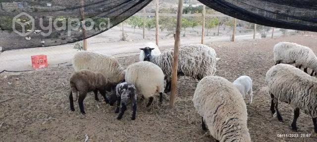 Ovejas