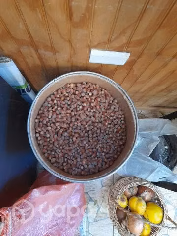 Avellanas europeas