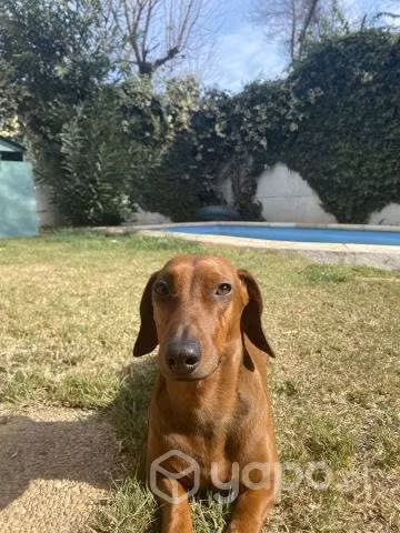 Busco cruza para salchicha macho miniatura