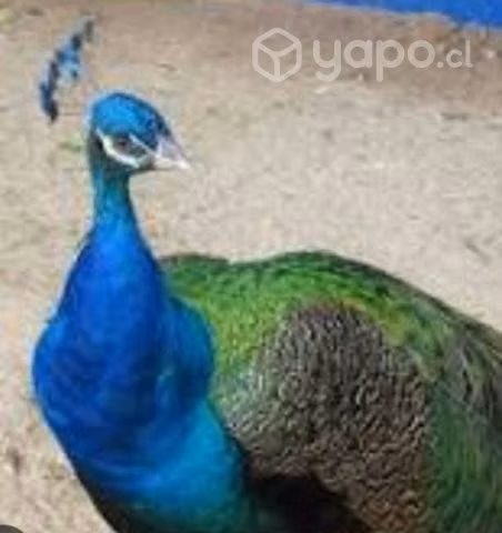 Pavo real