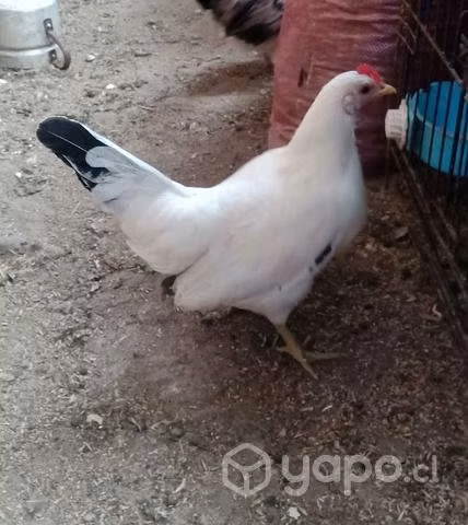 Pareja gallo y gallina de la pasión