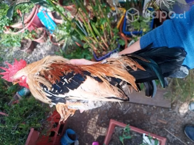Pareja gallo y gallina de la pasión