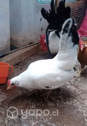 Pareja gallo y gallina de la pasión