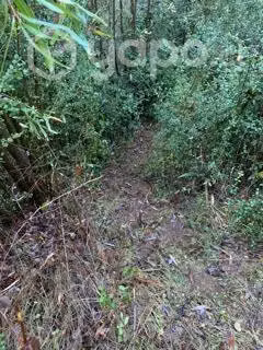Parcela 5000 m2, Con estero y ROL Propio - Imagen 5