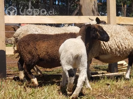 Hibridos dorper
