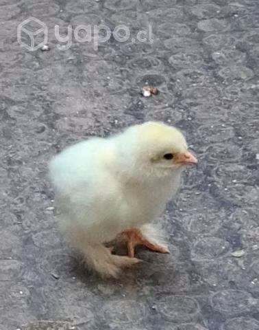 Pollitos Brahma