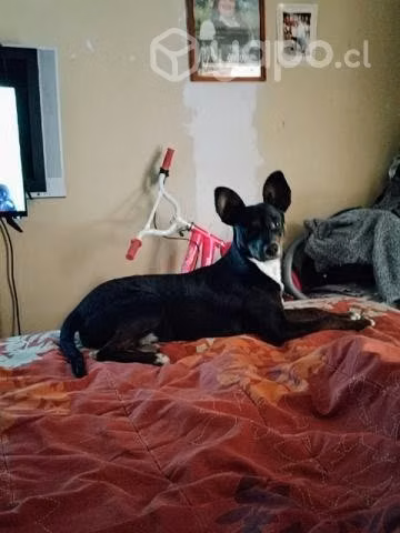 Regalo perrito