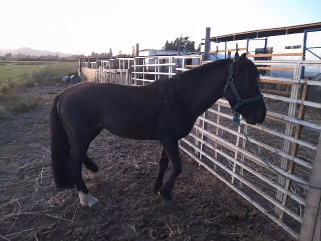 Caballo